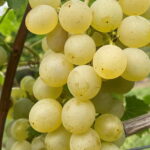 Vigne Blanche