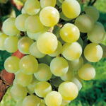 Vigne Excelsior