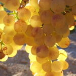 Vigne Goldperle