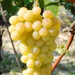 Vigne Italia