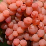 Vigne Katharina Rose