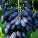 Vigne Kodrianka