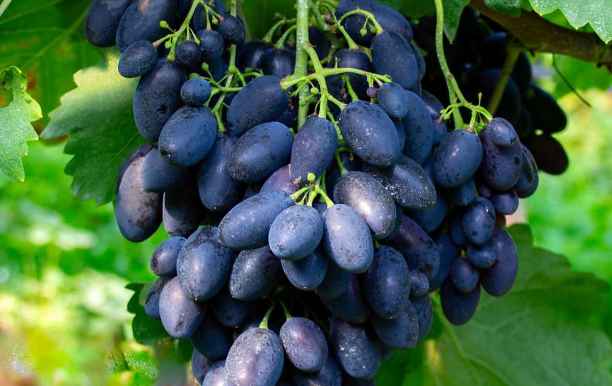 vigne-kodrianka Vigne Kodrianka – Image 1