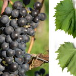 Vigne Osella