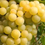 Vigne Palatina