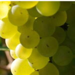 Vigne Seyval Blanc