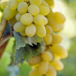 Vigne Sulima