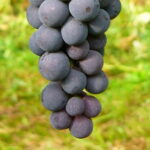 Vigne Venus